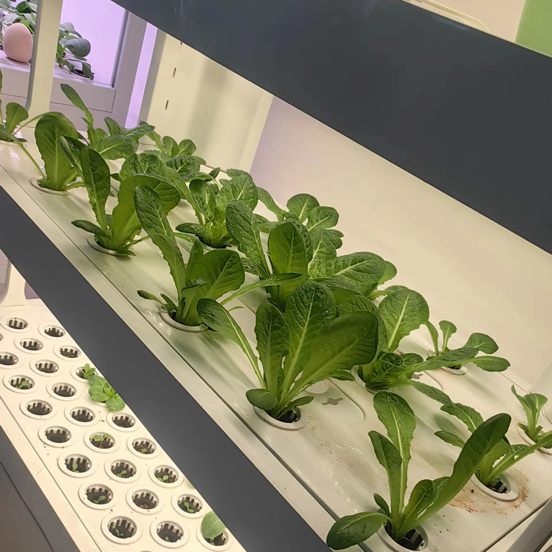 Soilless Cultivation Hydroponic Vegetable Intelligent Planting Machine Indoor Multi-layer Balcony Planting Rack Vegetable Small