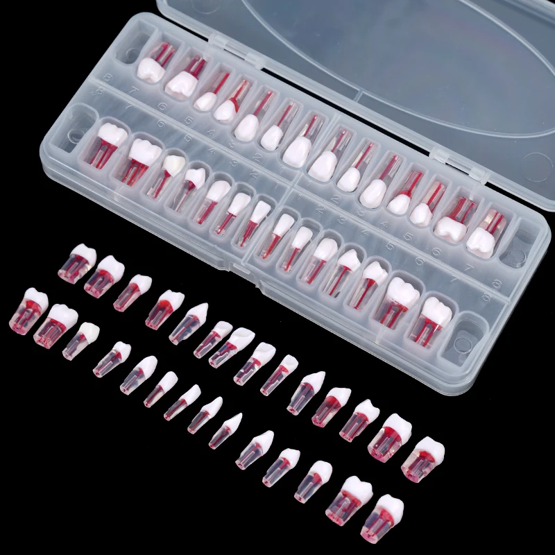 

28pcs/set Dental Endodontic Teeth Model Endo Teeth Block Training Full Mouth Root Canal Practice Model for Filling Teaching