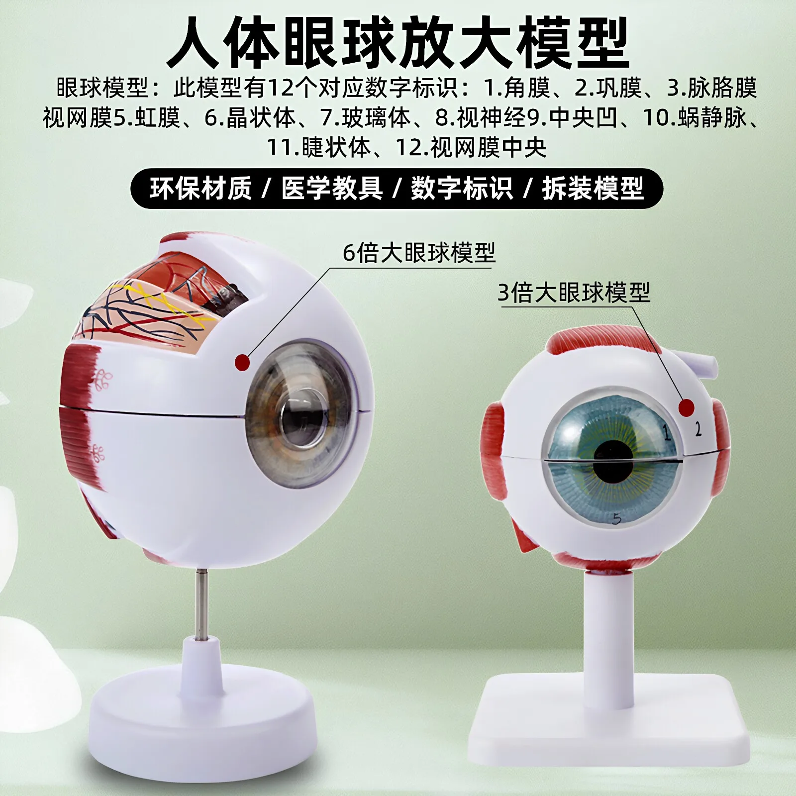 Enlarged Human Eyeball Anatomical Model 3D Detachable Eye Structure Teaching Model For Ophthalmology Medical Education Display