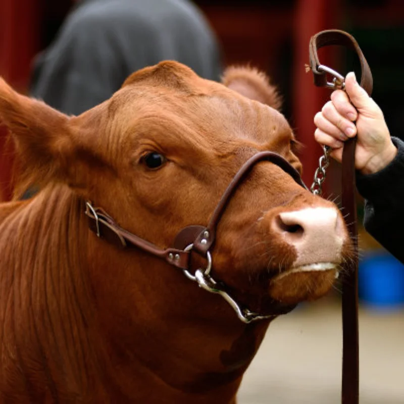 

4PCS 112mm Off Road Buggy Tires Wheel 17mm Hex Hubs for 1/8 RC Racing Car 4WD Nitro HPI HSP BAZOOKA CAMPER Kyosho ZD Hongnuo