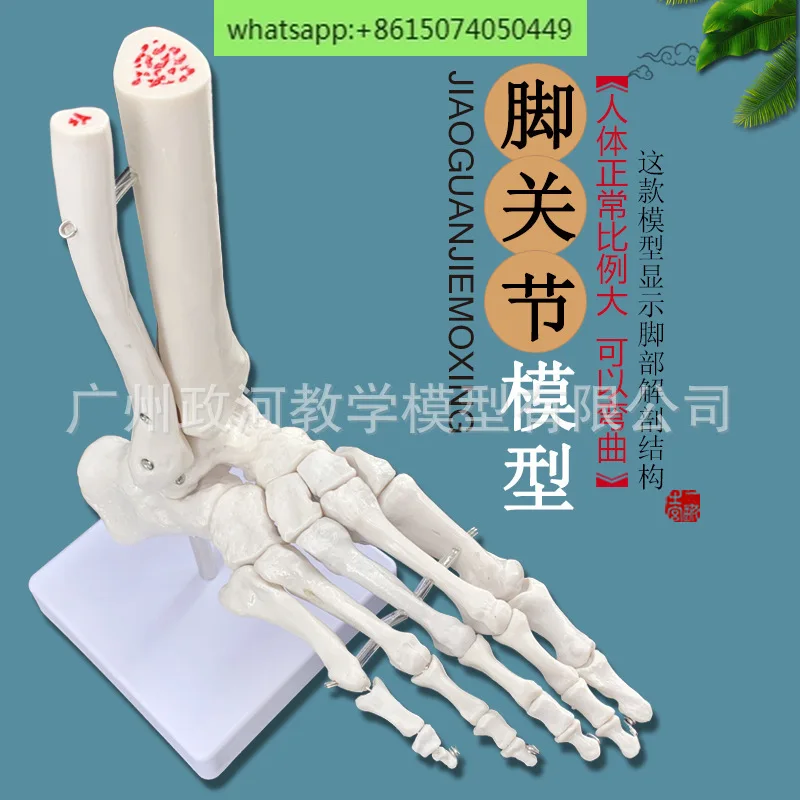 Foot joints, ankle joint model, foot bone model, human foot bone model, bone and , bones can be used and