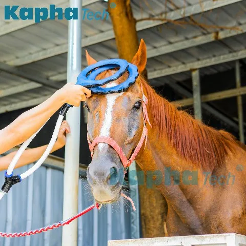 إعادة التأهيل لعلاج الحصان العلاج الطبيعي المغناطيسي للحصان