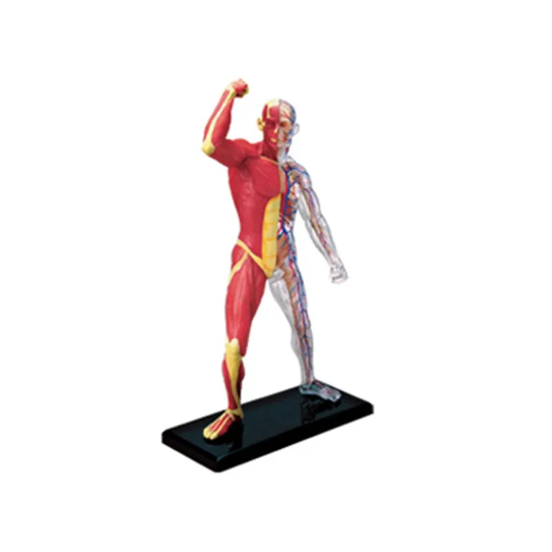 Anatomy 4d Human Muscle Skeleton Medical Anatomical Model Teaching Aid puzzle Assembling Toy Laboratory Education  Equipment
