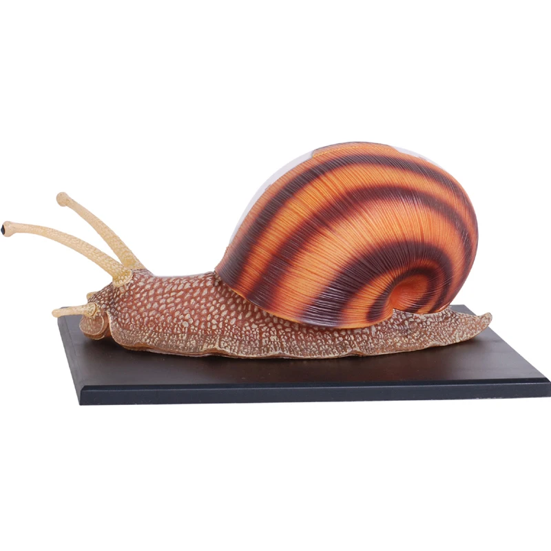 4d Snail Animal Anatomy Model Skeleton Medical Teaching Aid Laboratory Education Classroom Equipment Master Puzzle Kids Toys