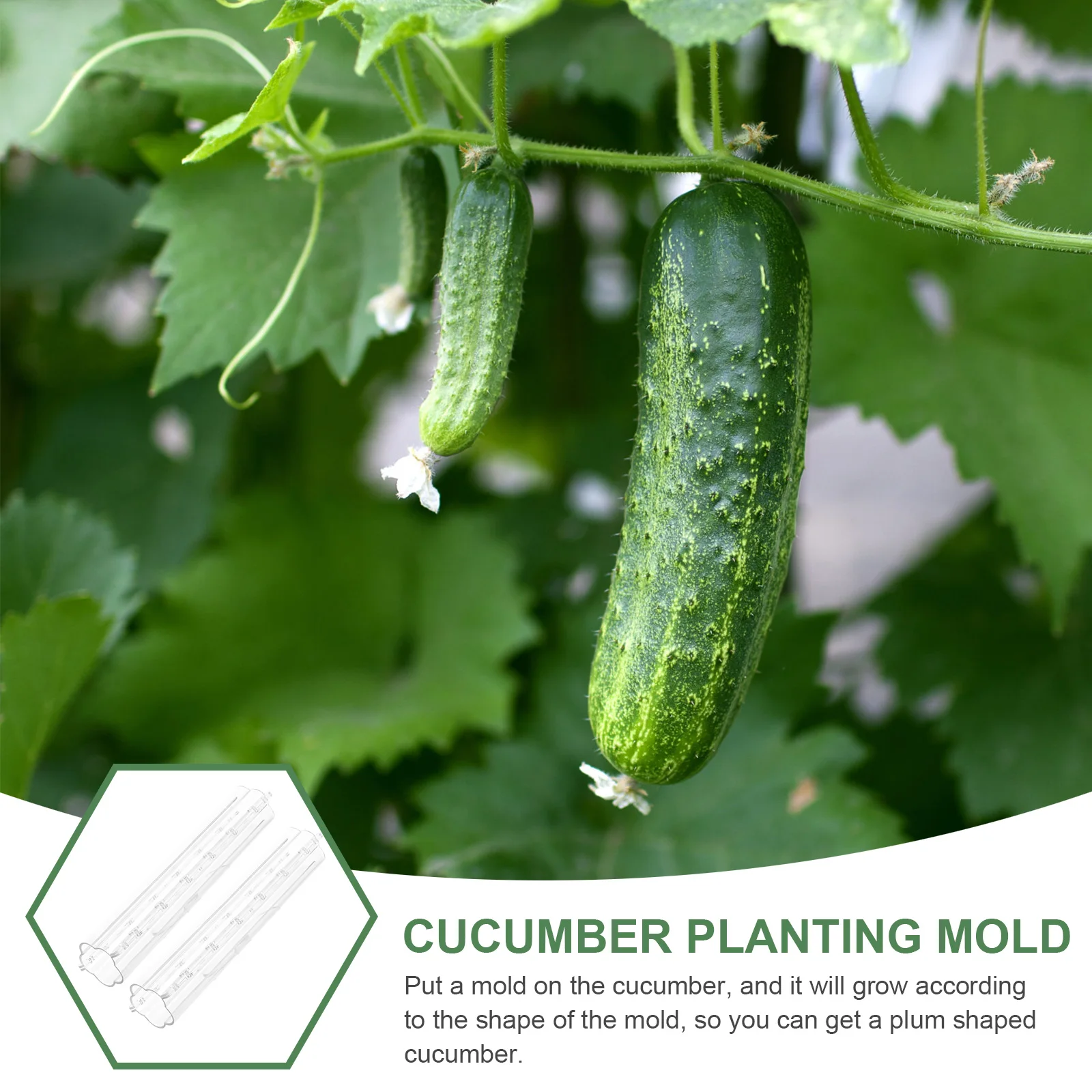 

3 Pcs Vegetable Shaping Mold Shape Fruit Growing Shaper Slicer Molds for Gardening Transparent Cucumber Work