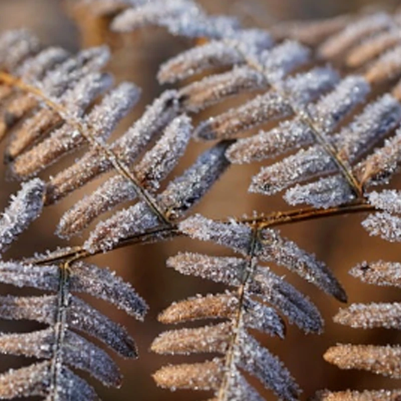 Jx Servo PS-5521MG …