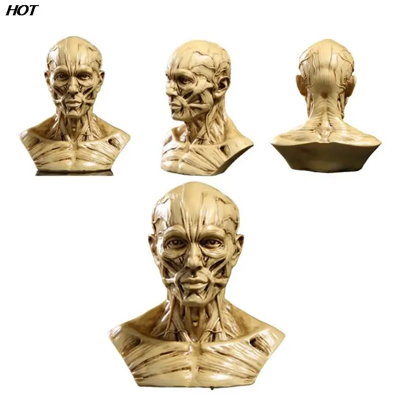 Human Muscle Skeleton Head Model Muscle Head Skull Anatomy Sculpture Art Sketch Medical Learning supplies