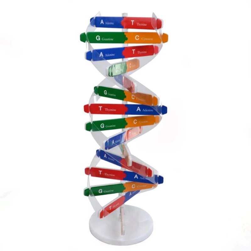 1Set Strumenti didattici per bambini Kit di test Giocattolo per l'educazione precoce Geni umani DNA Doppia elica Divulgazione scientifica Insegnare i modelli
