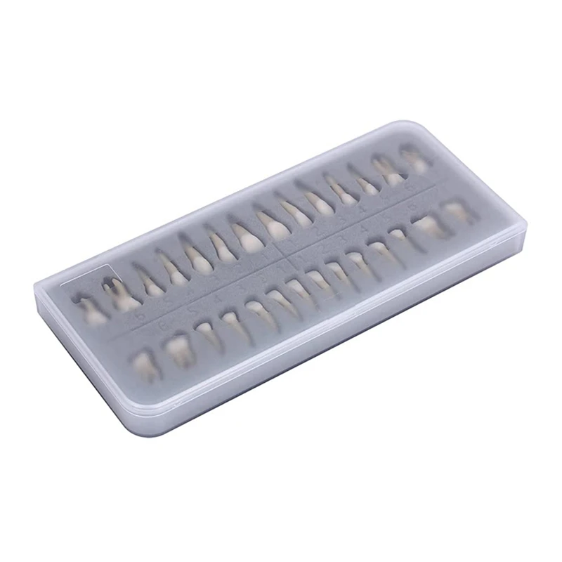 28Pcs Tooth Model 1:1 Permanent Teeth Model  Resin Tooth Demonstration Tooth Education Teach Study Easy Install