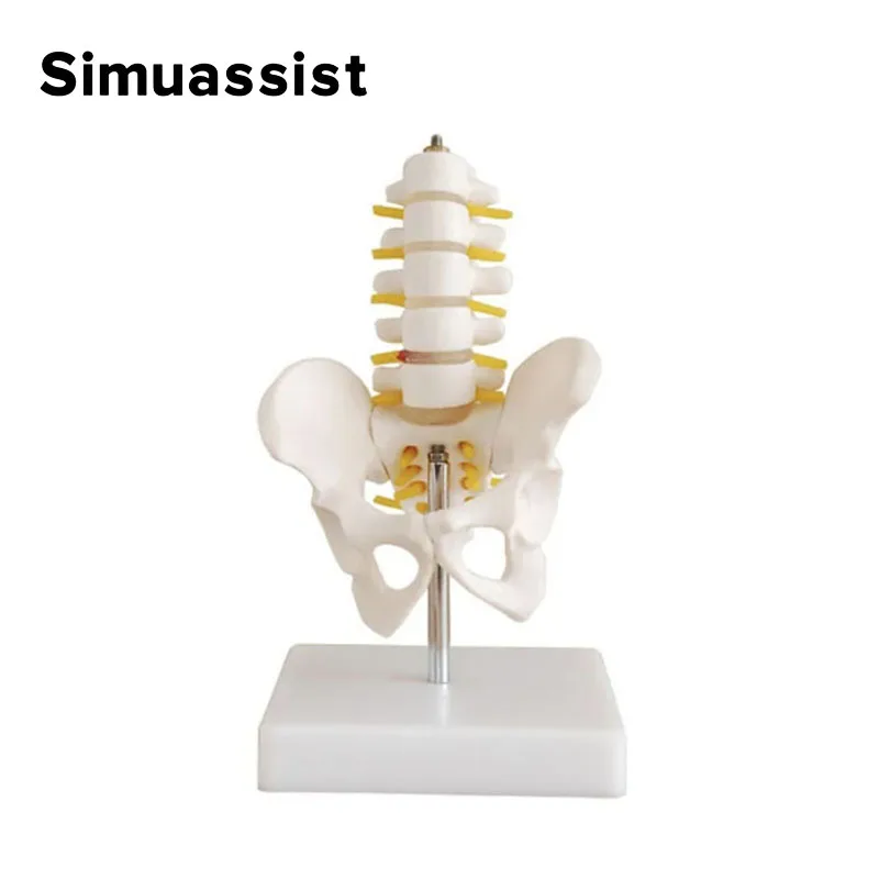 Mini Human Pelvic With Five Lumbar Vertebrae and Femur Spinal Column Spine Model Skeleton Anatomy Educational Equipment