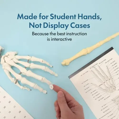 Life Size Skeleton Model for Anatomy Study