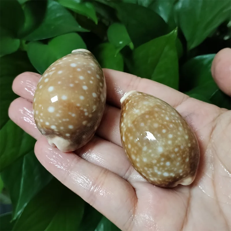 2PC Polished Pacific Deer Cowrie Sea Shells, Natural Lyncina Vitellus Conch Nautical Specimen Hermit Crab Replacement Home Decor