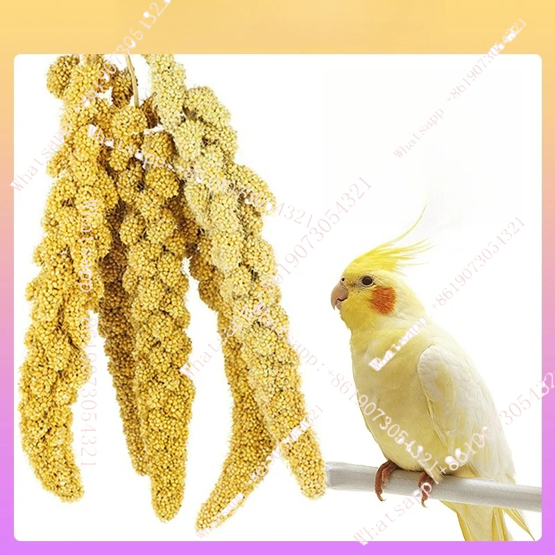 Perrojero valle amarillo Spike con cáscara mijo amarillo comida para pájaros merienda suministros especiales juguetes Daquan
