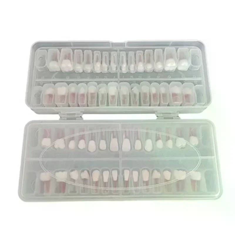 28 قطعة/المجموعة الأسنان اللبية نموذج لشكل الأسنان كامل الفم قناة الجذر ممارسة دراسة نموذج إندو كتلة الأسنان التدريب #5