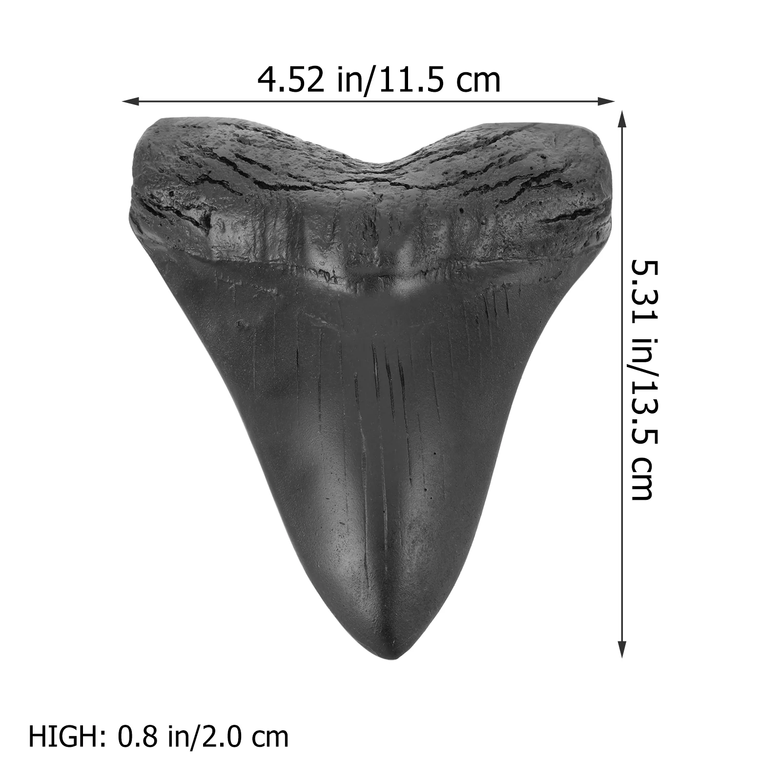Tooth Fossilized Genuine Specimen Paleontological Decor Sample Giant - Image 5
