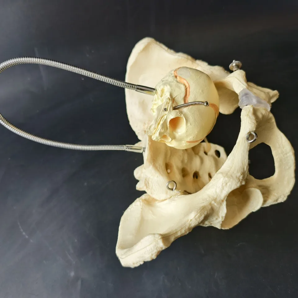 Female pelvic model natural large pelvic joint sacral pubic structure OB-GYN display stretchable pelvis