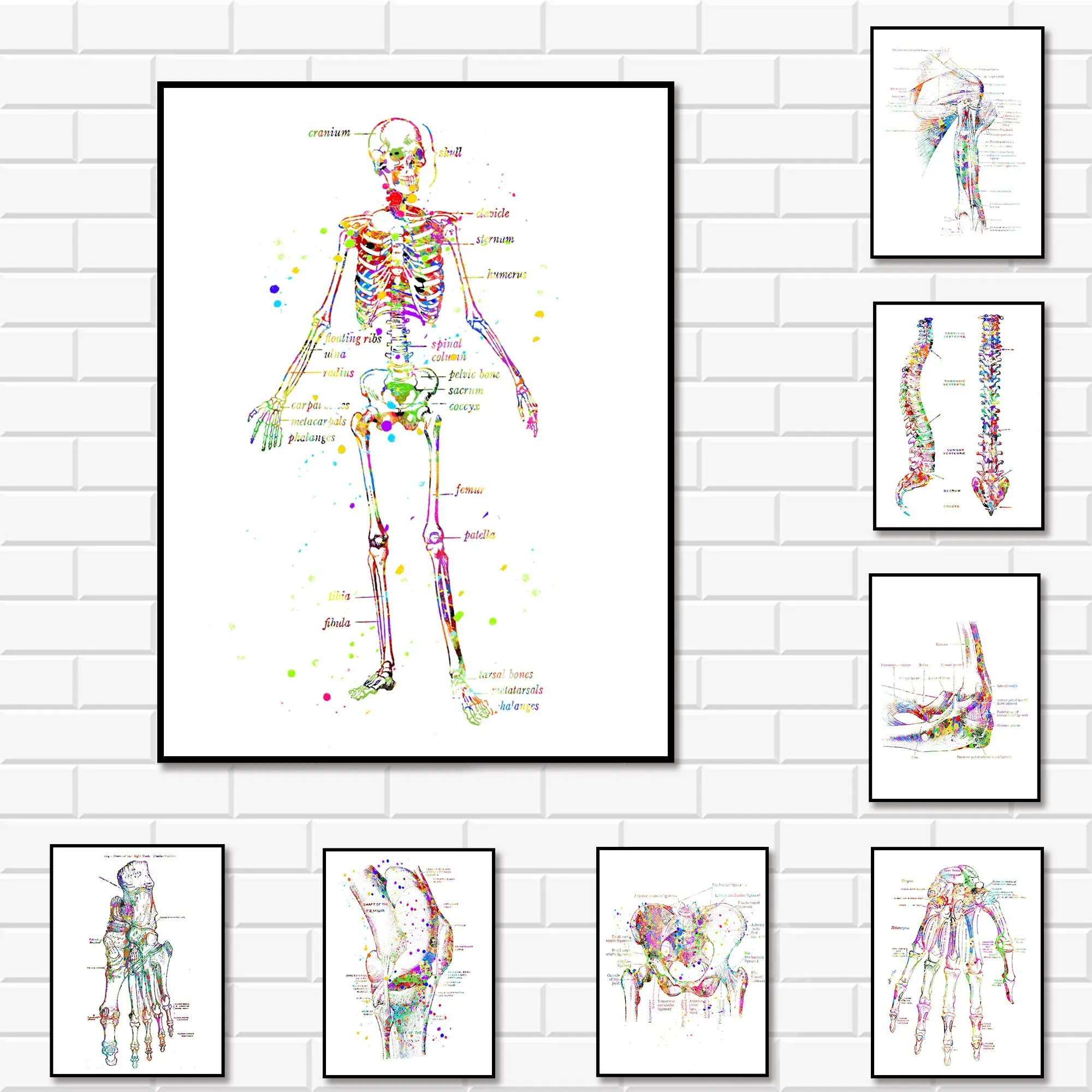 Anatomical Skeleton Canvas Art  Medical Watercolor Prints for Office  Home Decor Wall Poster for Living Room Bedroom
