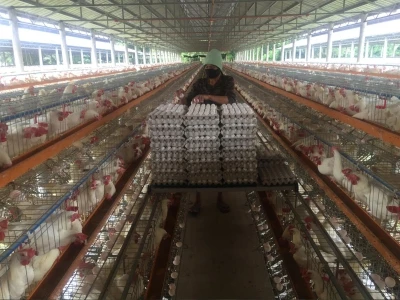 Battery Hen Laying Eggs Chicken Cages A-Type 3/4 Tiers Layers Cage for 5000 Chickens with Manure Removal and Feeding System