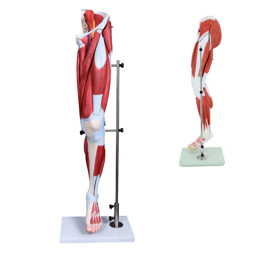 Model of Lower Limb Muscles with Attached Major Blood Vessels and Nerves Medical Science Human Leg Simulator Teaching Material