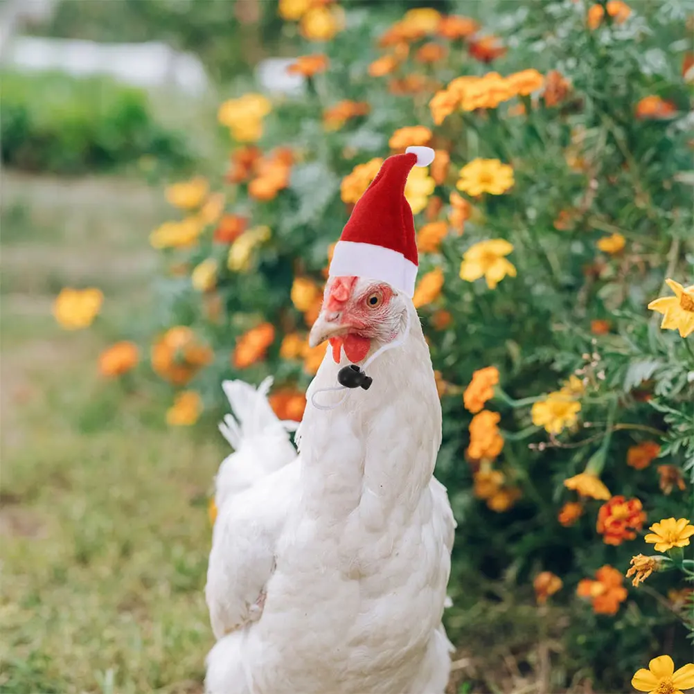 

2 Sets Christmas Pet Chicken Hat Scarf Hats Costume Safe Accessories for Pets
