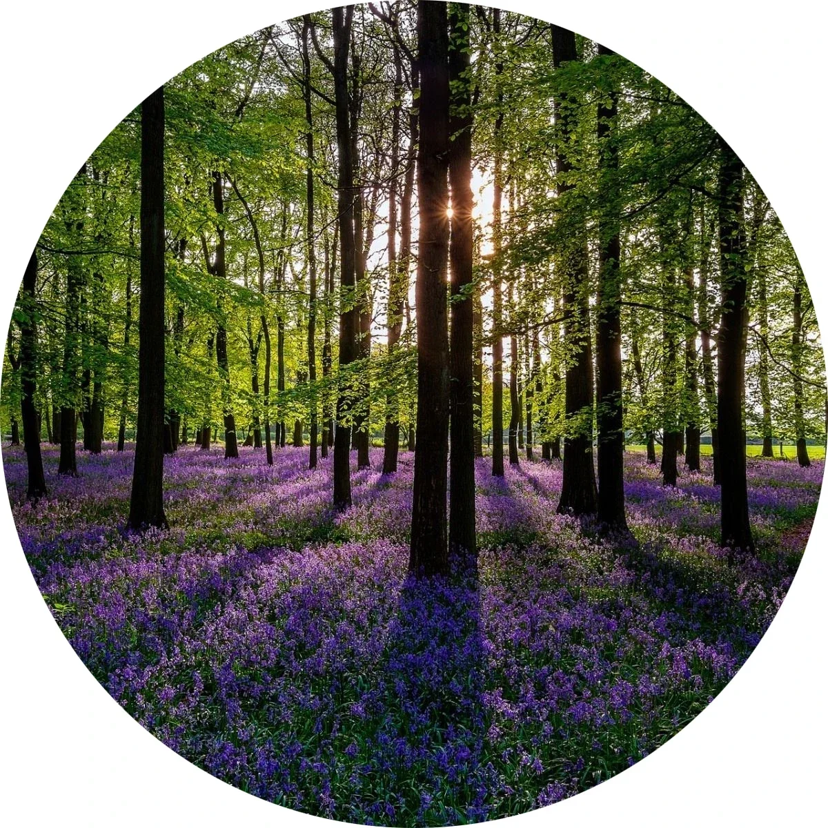 

Forest Tree Landscape Print Round Carpet – Soft Non-Slip Area Rug for Living Room, Bedroom, Dorm or Kitchen Indoor Decor