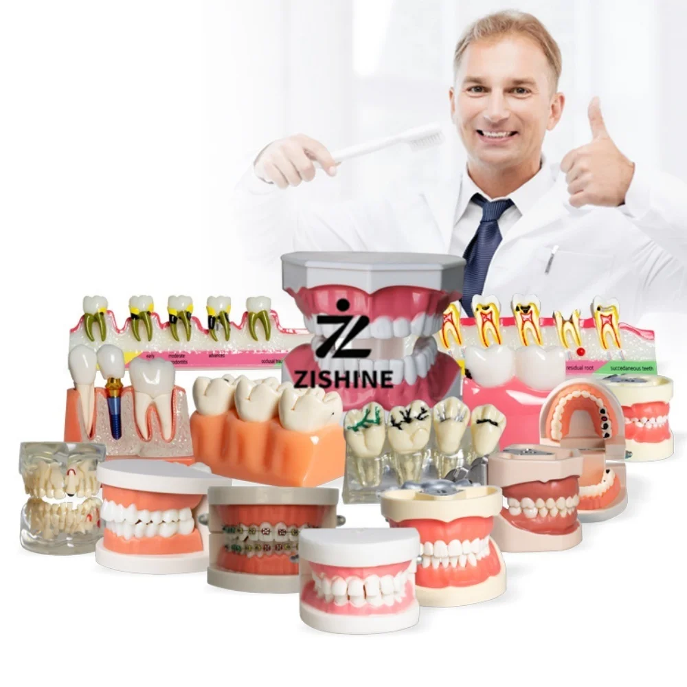 Dental Teeth Model Removable Typodont Tooth Oral Study Teaching Demonstration Implant Orthodontic Caries Model for Dentists