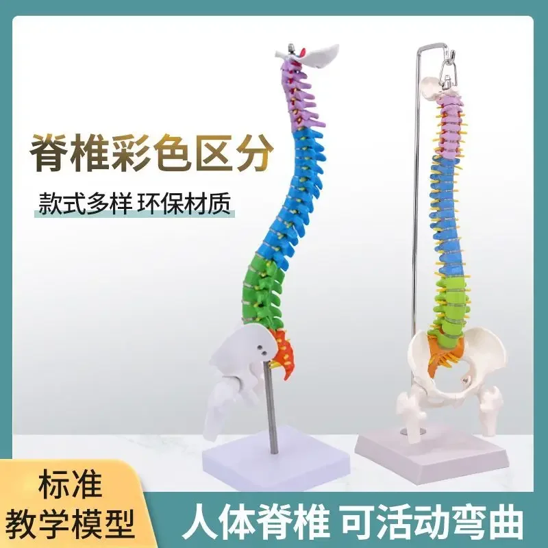 45CM Colorful Human Spinal Model With Pelvis, Femur, Tailbone, Spinal Skeleton, Lumbar Vertebrae, And Cervical Orthopedic Model