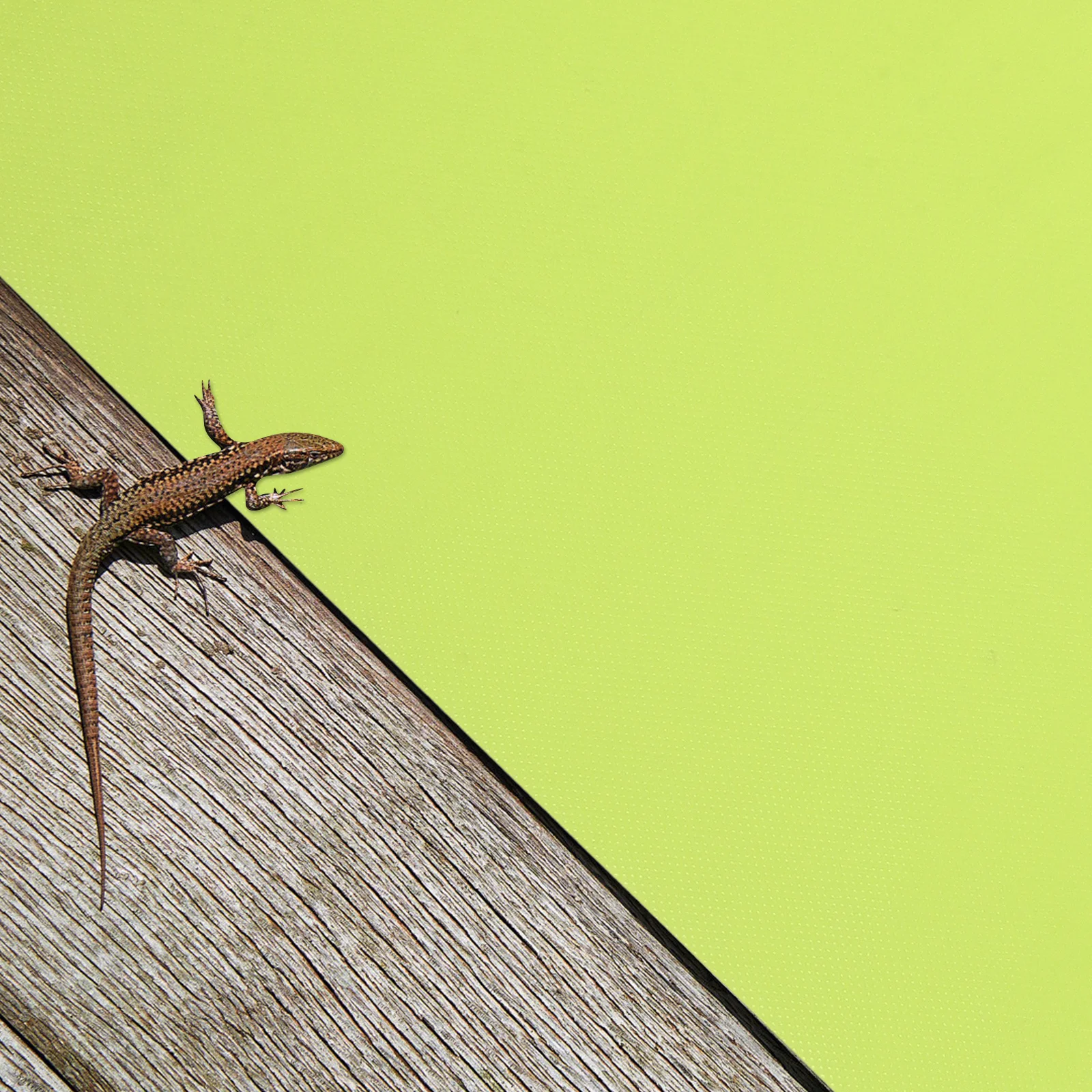 

2pcs Reptile Terrarium Mat Waterproof Eva Floor Liner For Gecko Tank 15 Gallon 20 Gallon Bedding Substrate Reptile Carpet