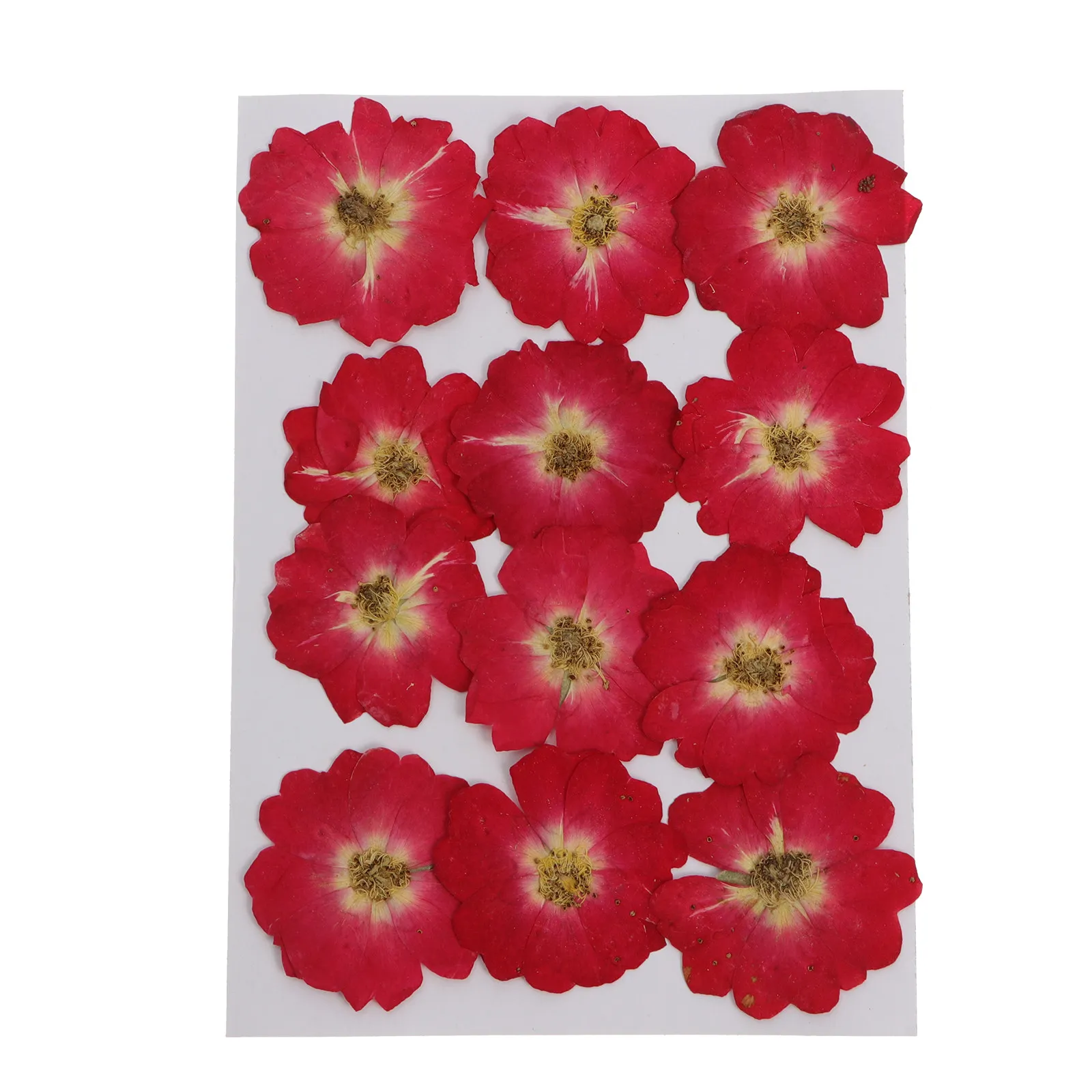 Hot deal: 12Pcs Pressed Flower Craft Kit Natural Dried Roses for DIY Resin Jewelry Making Nail Art Decor Valentine Wedding Party Gift