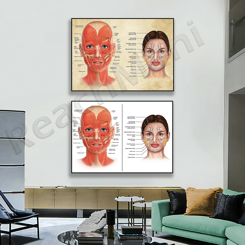 Facial muscles and veins anatomy poster, plastic surgeon art, massage therapist gift, botox, cosmetic syringe art