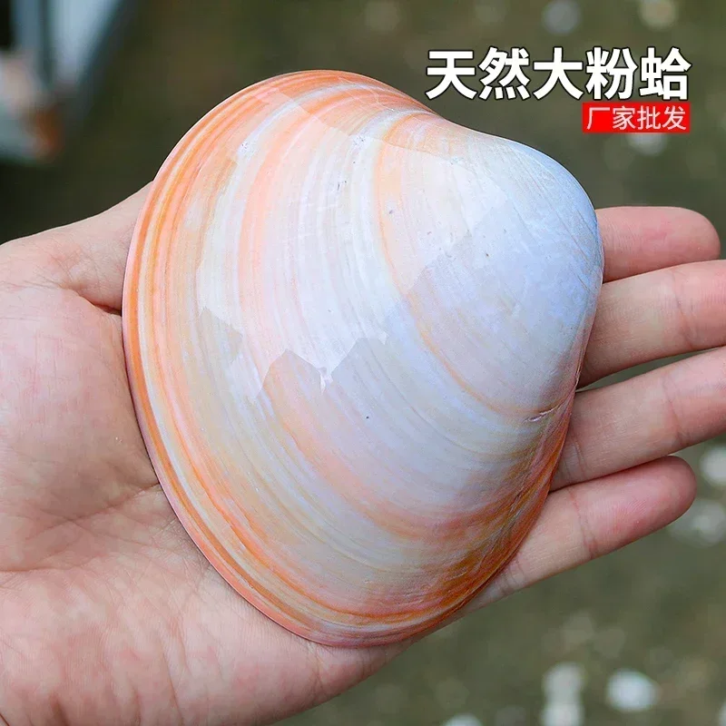 Natural Pink Clam Pink Large Shell Fish Tank Landscaping Home Decoration Collection Ornaments