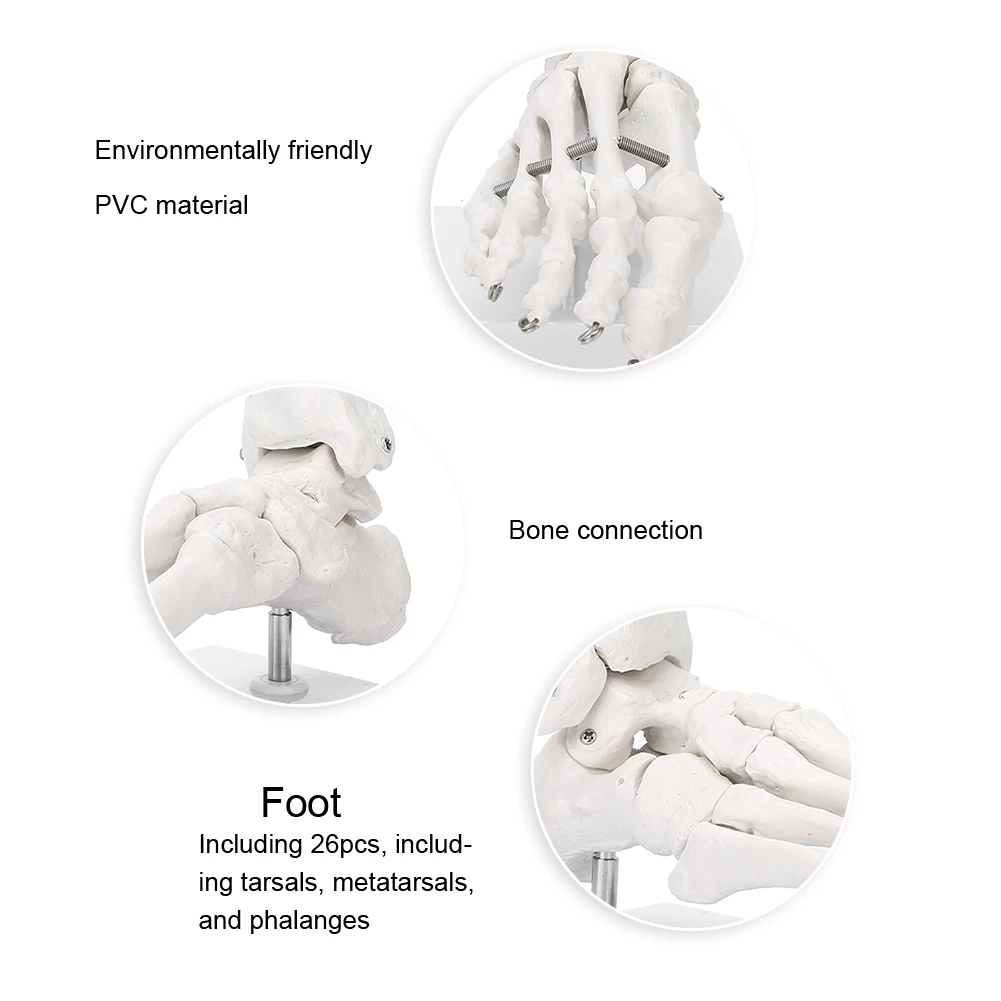 Imagem -04 - Modelo Humano de Tornozelo e Articulação do pé Estudo Anatômico Médico Osso Show de Anatomia Esquelética Demonstração do Ensino 1:1