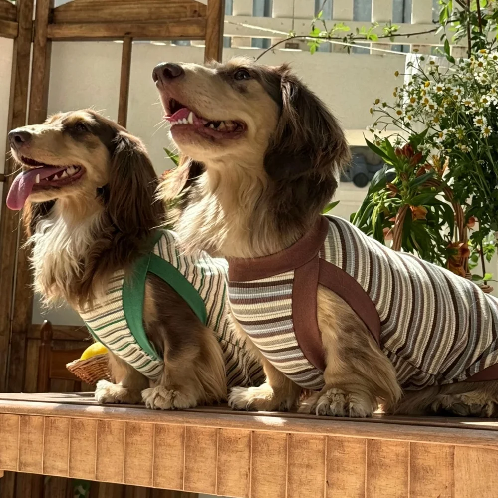 Camiseta de rayas para perro Salchicha, manga corta de primavera - imagen 5