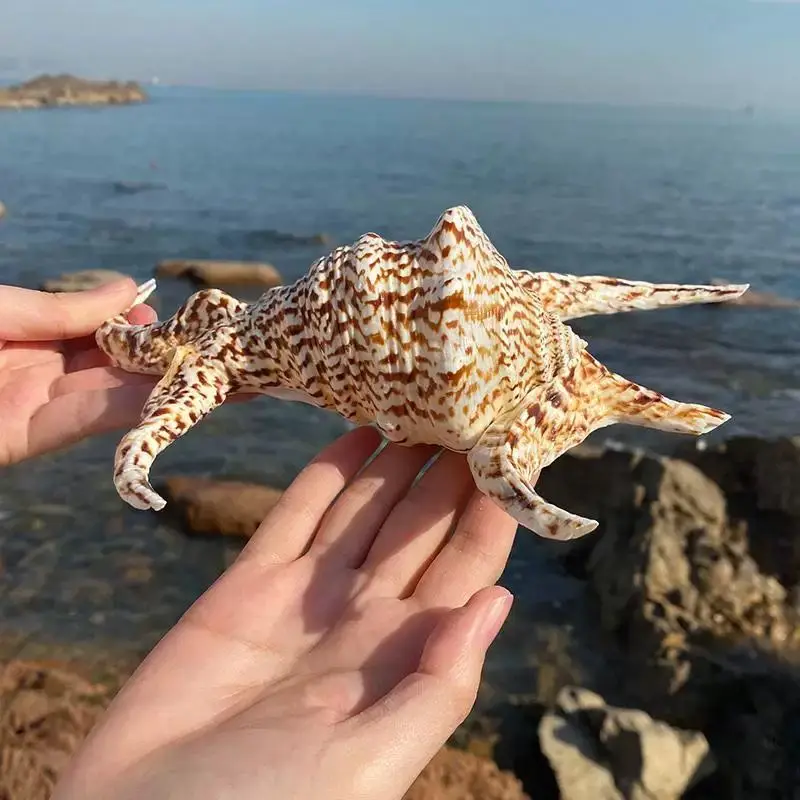 قوقعة محارة طبيعية على شكل ماء الحلزون سداسية الحلزون الجدار ملصق الديكور حوض للأسماك ديكور المنزل #5