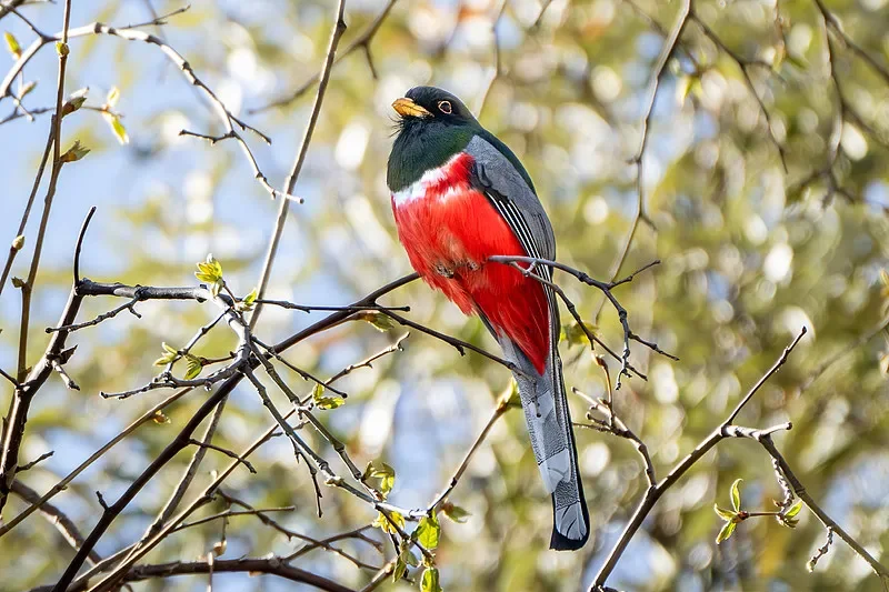 

9305E 1:18 4WD RC Off-Road Pickup - 2.4G, 40km/h, Brushed, RTR