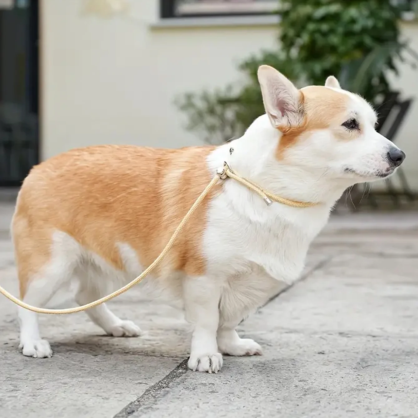 �y�Z�[�����zLL021--[���͂ȃX���b�v���[�h���p���[�h] �ϋv���̂���X���b�v���[�h���p���[�h�A���^���Ǝq���p�̉��K�ŋ��͂ȃ��[�v�X���b�v���[�h�B