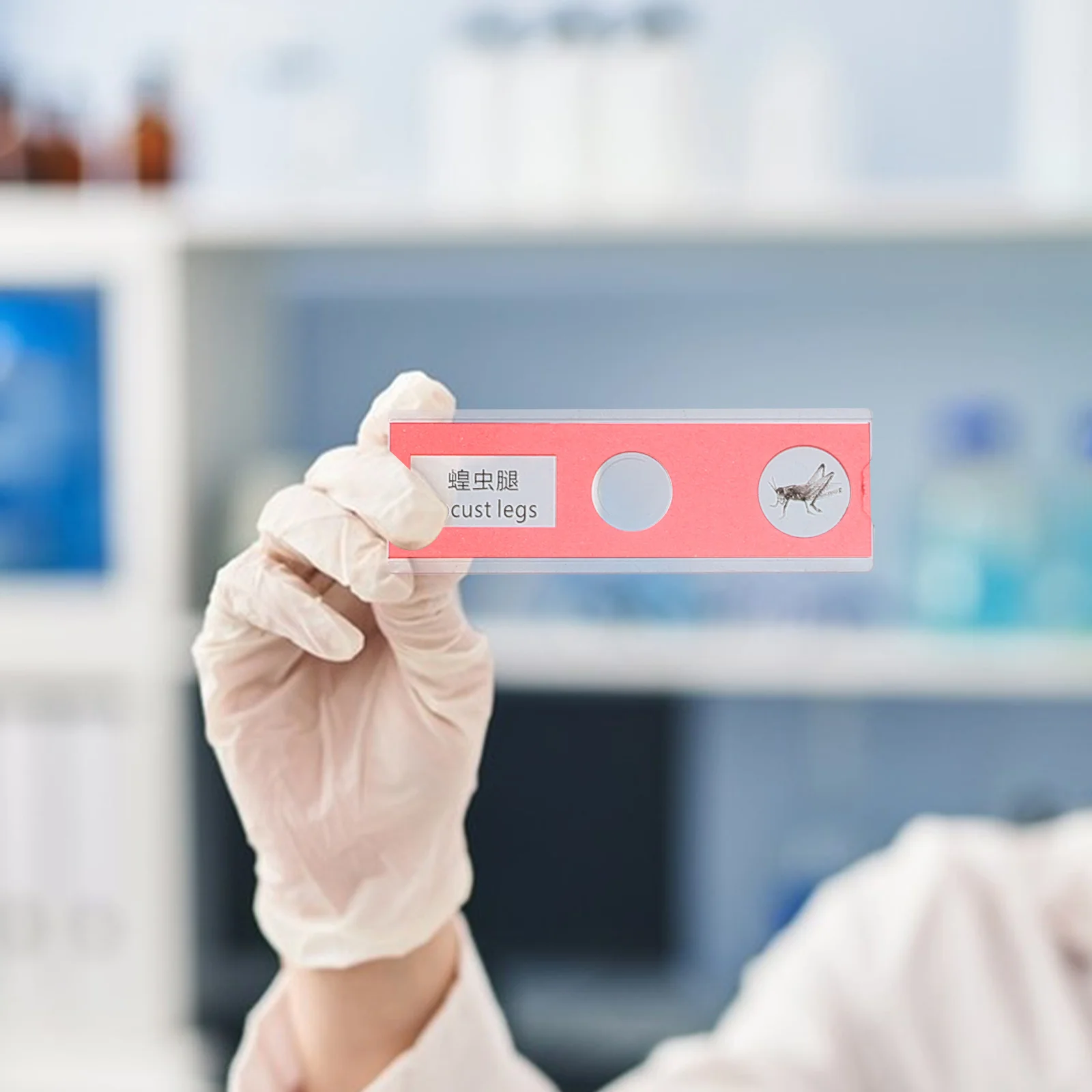 Kit di campioni biologici per vetrini per microscopio educativo da 24 pezzi Aula per esperimenti scientifici per bambini