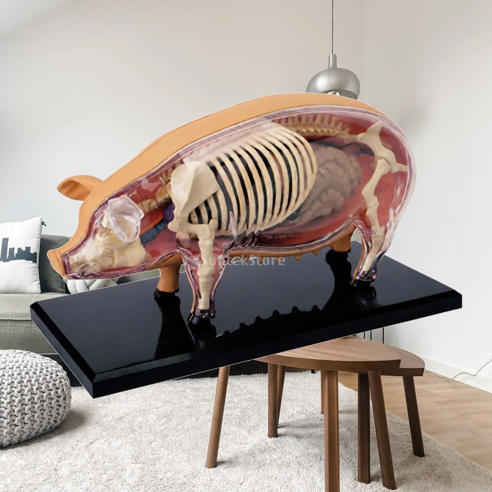 Pig Structural Assembly Model Interactive for Science Teachers