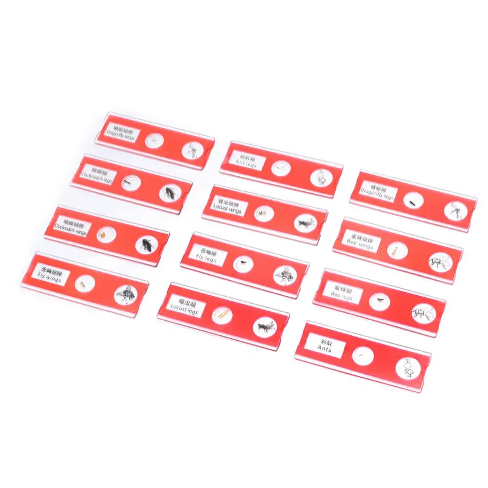 Plastic Microscope Slides Animals Insects Plants Flowers Multicolor Microscope Sample Prepared Slides Sample Specimens