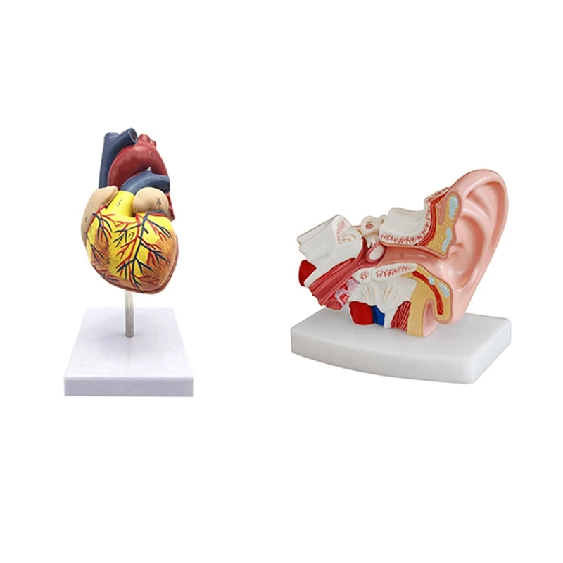 

1: 1 Human Heart Model, Anatomically Accurate Heart Model & 1.5 Times Human Ear Anatomy Model Showing Organs