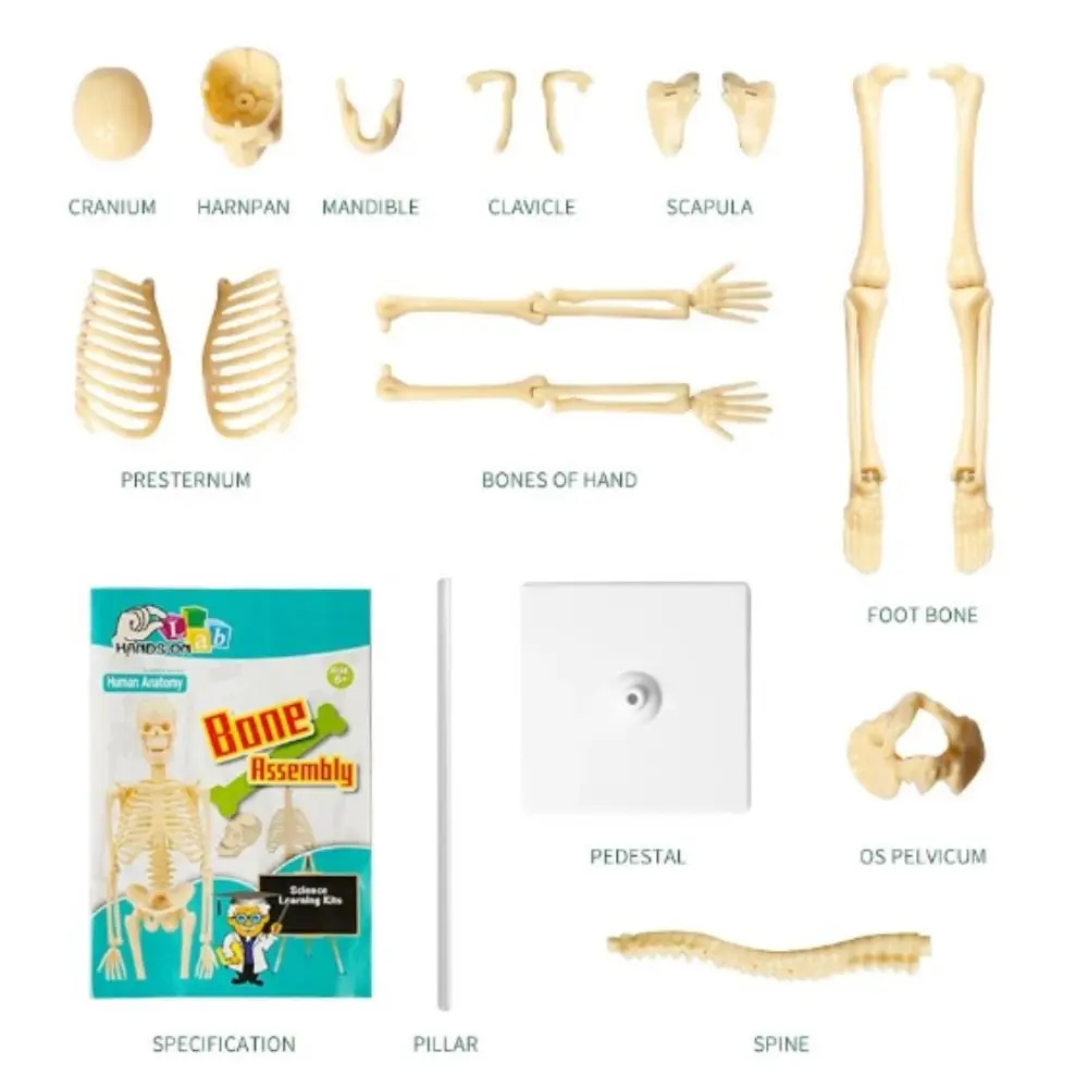 Human Bone Model DIY Assembly Skeletal Montessori Early Education Toy For Children Removable Structural Skeleton Teaching Tools