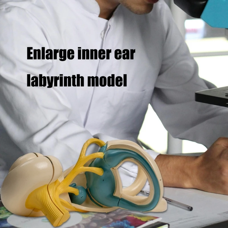 Modelo anatomía interna del ampliado Modelo anatomía del oído interno humano ampliado