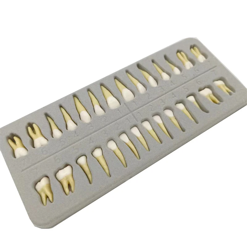 Dental Teeth Model 28Pcs Resin Permanent Teeth Model for Teaching Study Display for Dental School Teaching Display