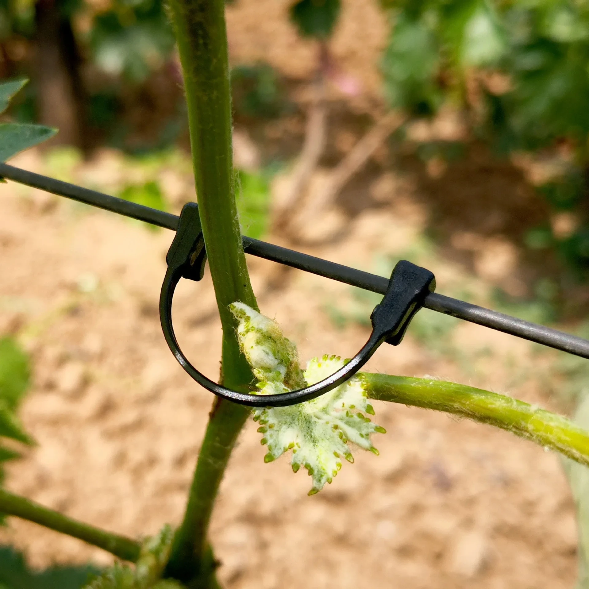 Grape Vines Clips Vine Fixing Hooks Durable Plastic Plant Vines Fastener Tied Buckle For Tomato Vegetable Hook Plastic Hook