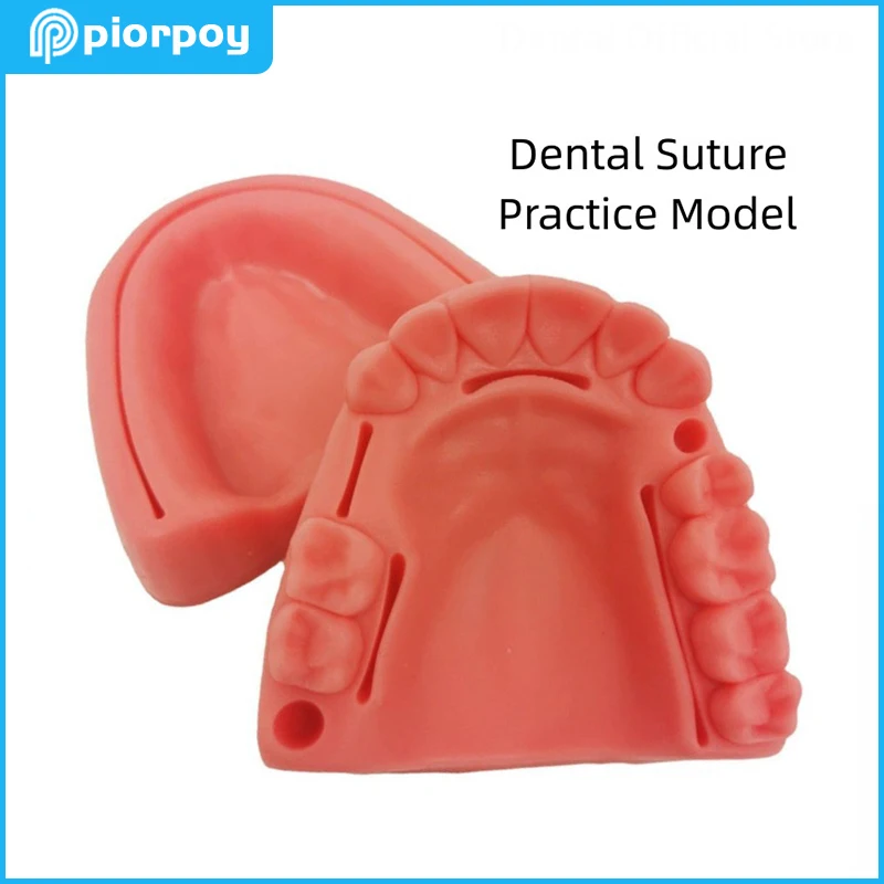 Dental Teaching Model Suture Practice Students Study Training Tooth Models for Dentist Demonstration Resin Dentistry Accessories