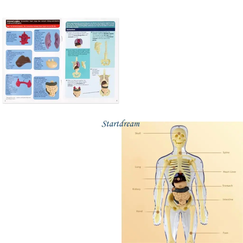 Educational Human Skeleton Anatomy Model With Removable Organs And Muscles K92C