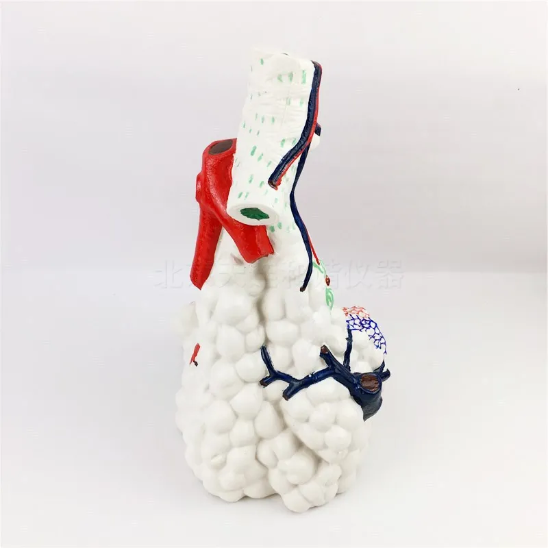 Lung bulb magnification model lung tissue structure model human anatomy experiment equipment