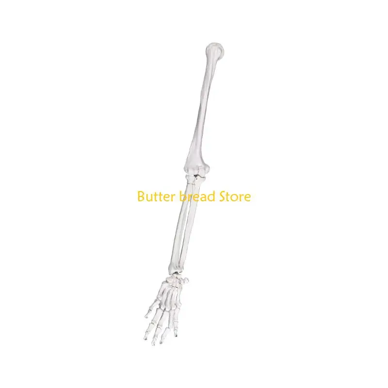 W89C Realistic Human Shoulder Scapula Clavicle Structure Teaching Tool PVC Texture