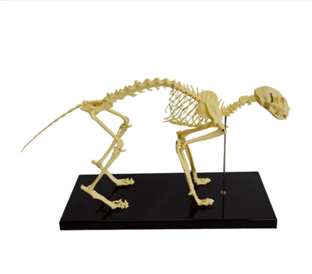 

1:1 Size Medical Teaching Model Cat skeleton model Anatomy Model Animal Skeleton Model YA-A5012