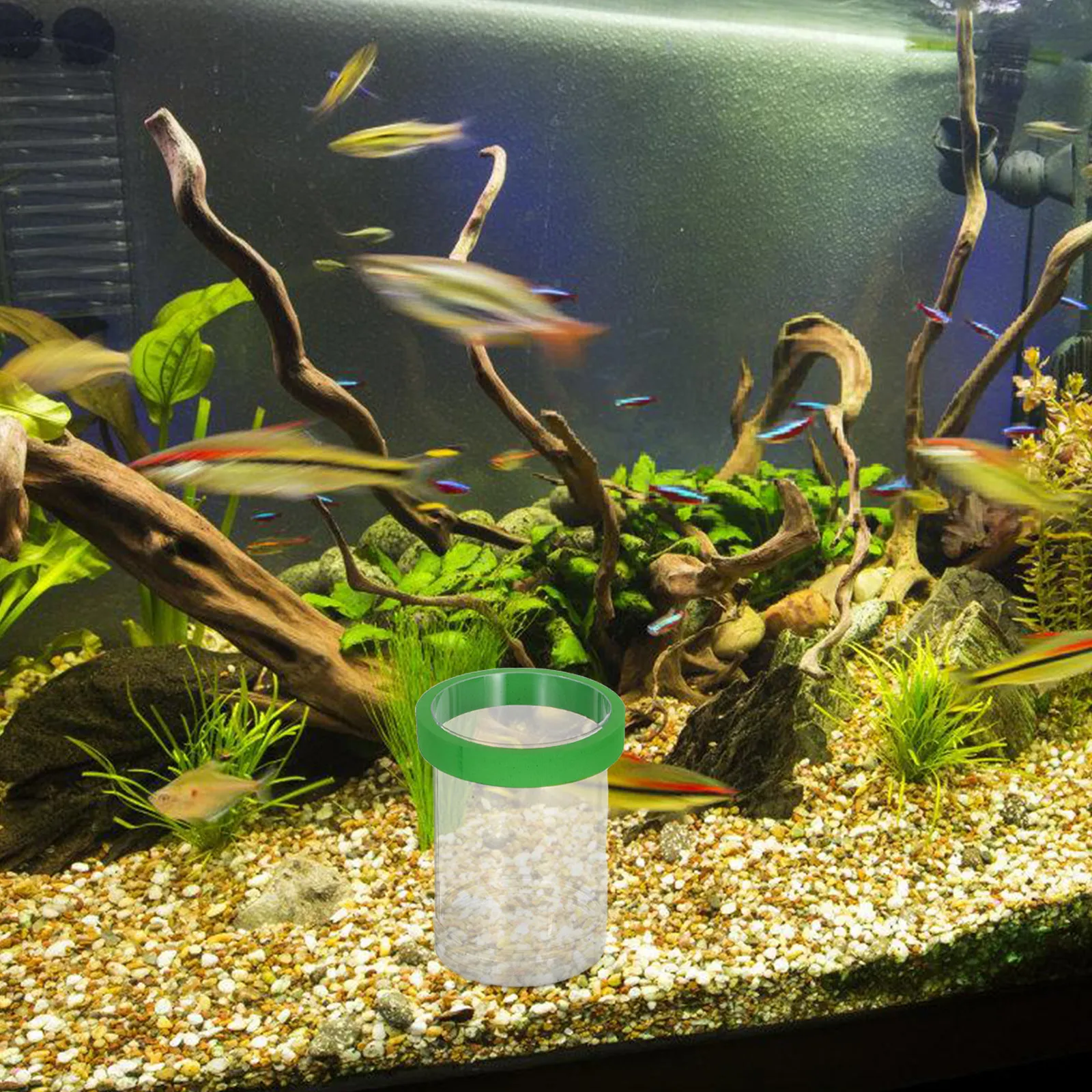 Fisch-Ei-Inkubator Aquarium-Zu – Aquarium Fish Eggs Bewertung und Preis